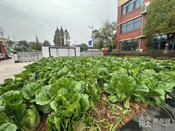 雷竞技【RAYBET】“竞”显身手！南京市玄武区中小学生劳动技能竞赛开赛(图8)