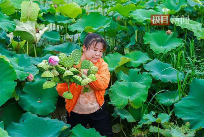 @所有人黄陂李文三村百亩太空莲迎来盛花期唇齿留香的莲子等你来采摘雷竞技(RAYBET)(图2)